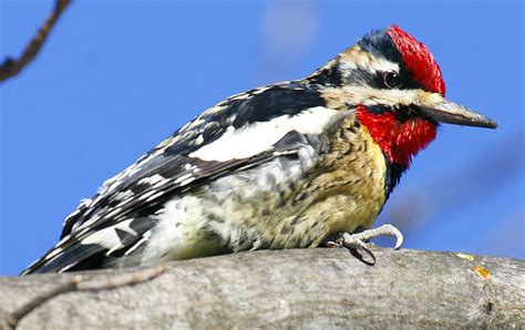 Often, sapsuckers hold their crown feathers up to form a peak at the back of the head. Yellow-Bellied Sapsucker Facts