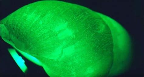 Top 10 Amazing Bioluminescent Animals On Planet Earth Bioluminescent