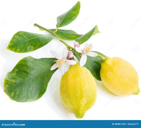 Lemon With Flowers And Leaves Stock Image Image Of Food Lemon 38481155