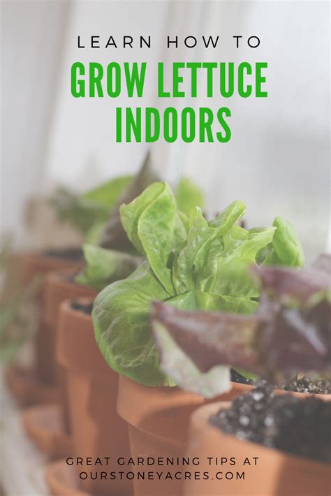 Growing Lettuce Indoors In The Winter Our Stoney Acres Growing