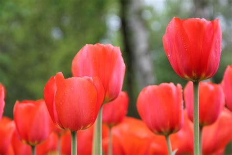 무료 이미지 꽃잎 튤립 봄 빨간 플로라 꽃들 매크로 사진 꽃 피는 식물 백합 가족 식물 줄기 육상 식물