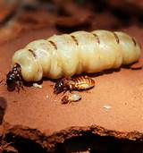 Pictures of Queen Termite Pics