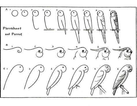We did not find results for: How to Draw Parrots! - The Graphics Fairy