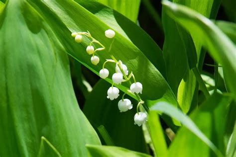 Lily Of The Valley Flower Meaning Symbolism And Uses You Should Know