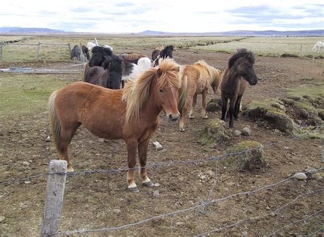 File:Horses.jpg - Wikipedia