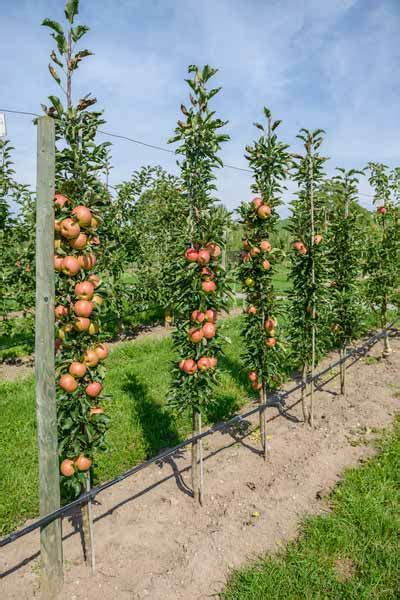 How To Create A Garden Orchard With Only Five Fruit Trees