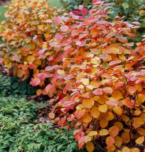 Top Trees And Shrubs For Adding Fall Color To Your Yard Better Homes