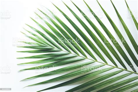 Real Tropical Leaves Backgrounds On Whitebotanical Nature Conceptsflat