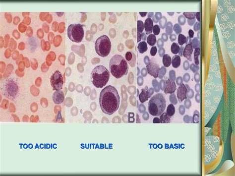 Ppt Blood Smear Preparation And Staining Powerpoint Presentation