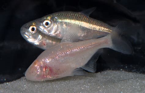 Blind Cave Eyeless Fish Youtube 495