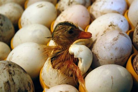 Duck Egg Hatching