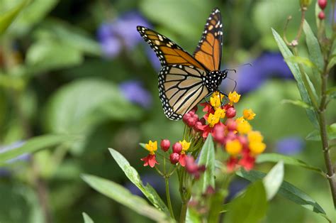 Monarch Butterfly Habitat Heritage Garden