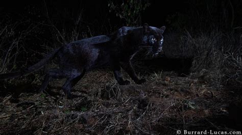 Rare African Black Leopard Clearly Photographed After More Than 100 Years Ctv News