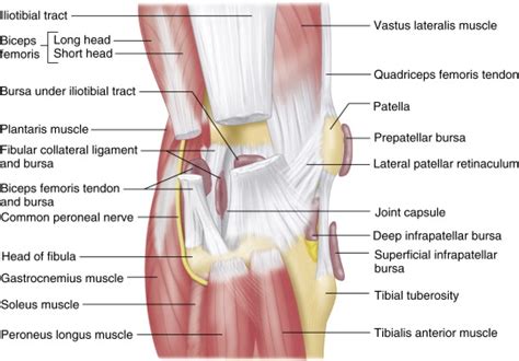 The Knee Musculoskeletal Key