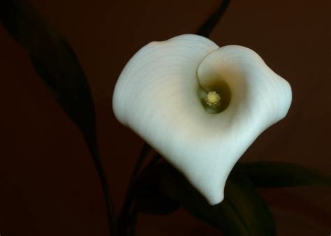 Calla Lily Growing My Lilies Taken With Flash Highlig Flickr