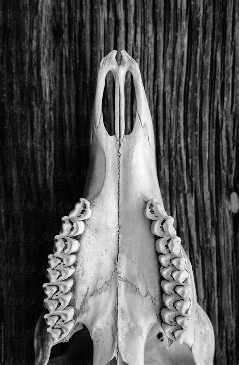Bottom Of Deer Skull With Teeth On Wood By Stocksy Contributor