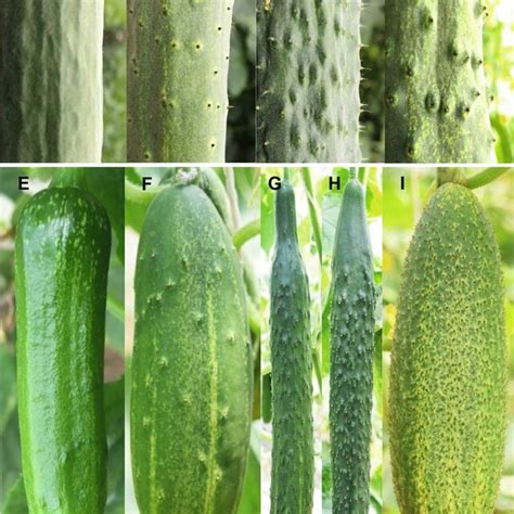 Representative Peel Color And Flesh Color In Cucumber Immature A And Download Scientific