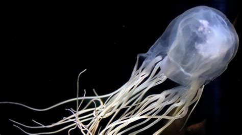 Spike In Irukandji Jellyfish Expected At North Queensland Beaches The