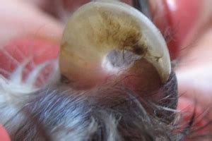 It is an often painful condition in which the nail grows so that it cuts into one or both sides of the paronychium or nail bed. Ingrown Claw in Cats - How to Help Your Pet? | All about cats