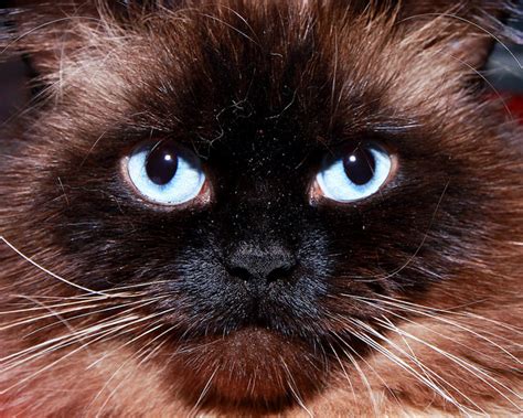 5 Things You Didnt Know About The Himalayan Cat