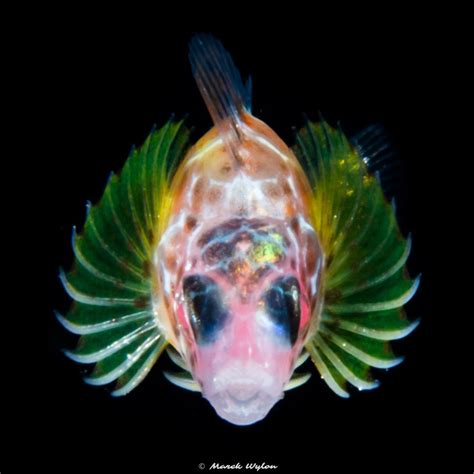 Lionfish Juvenile Palau 20150429 Title Lionfish Juvenile