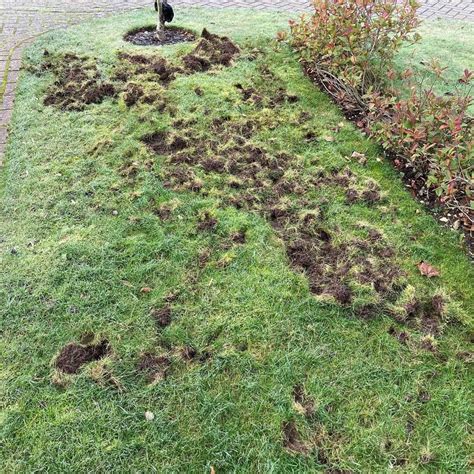 6 Ways To Deter Badgers And Stop Them Digging Up Your Lawn