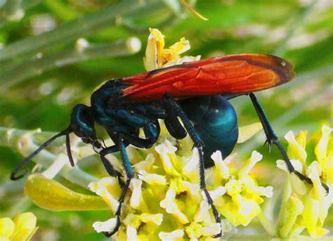 The sting of the tarantula hawk is thought to be one of the worst that is found in any bee. Tarantula Hawk - What's That Bug?