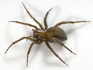Giftige spinnen in deutschland im vergleich zu kontinenten wie südamerika oder australien finden sich in deutschland kaum giftige spinnen die symptome oder welche giftige pflanzen im eigenen garten oder beim spaziergang lauern und was die spezfischen eigenschaften sind lesen sie hier. Giftigkeit von Spinnentieren - Wiki der Arachnologischen ...