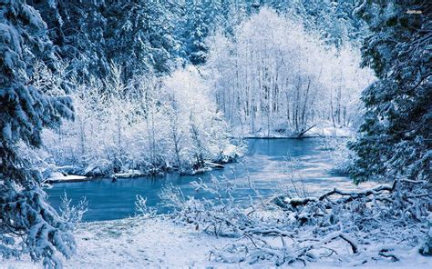 Beautiful Winter Forest Wallpapers Wallpaper Cave