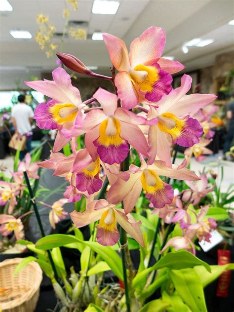 Cattleya Iwanagara Apple Blossom Orchid Flowers