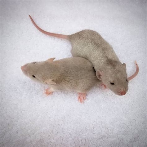 Cute Little Baby Rats Ratinho Fofinhos