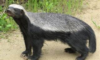 You can also use the search function as well. 10 Awesome Animals that Start with the Letter H