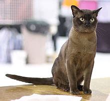 Tica virtual cat shows 2020 more details and rules will be advised soon for each individual region! Burmese cat - Wikipedia