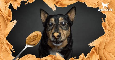 How Do You Know If Peanut Butter Is Ok For Dogs A Complete Guide