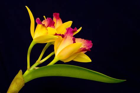 Hawaii is home to some of the exotic and tropical flowers that are an integral part of hawaiian culture. An Astounding List of Hawaiian Flowers With Names And ...