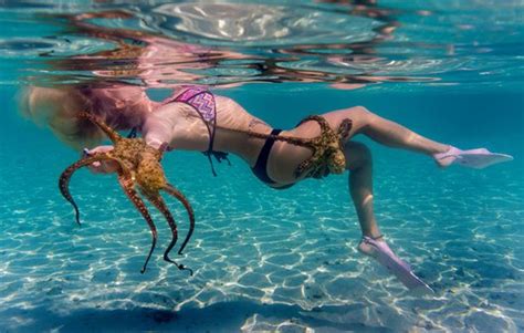 Bikini Clad Woman Has Intimate Encounter With Octopus Comfort Hotel Paris Roissy
