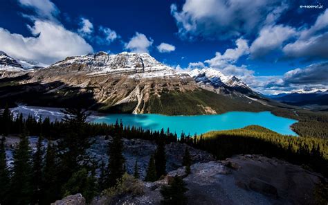 Jezioro Peyto Lake Park Narodowy Banff Góry Kanada Prowincja Alberta