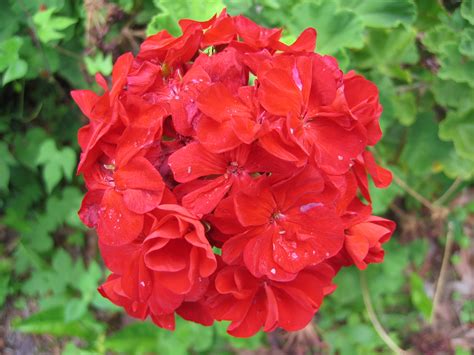 Get crafty with artificial flowers. Red Flowers - Fake Flower Arrangements Fake Flower ...