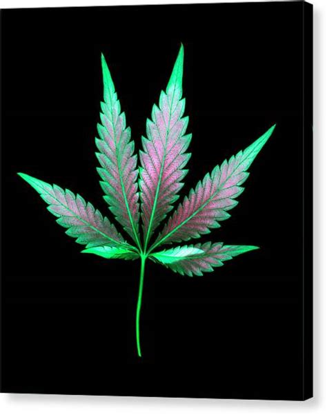 Cannabis Leaf On A Black Background Photograph By Stock Pot Images