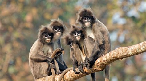 Large Group Of Endangered Phayres Leaf Monkeys Feast On Jujubes Cgtn