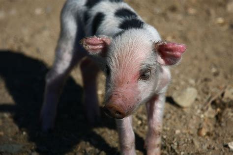 5 Adorable Videos Of Baby Farm Animals One Green Planet