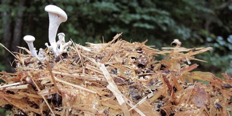 Composting And Recycling Mushrooms Chelsea Green Publishing