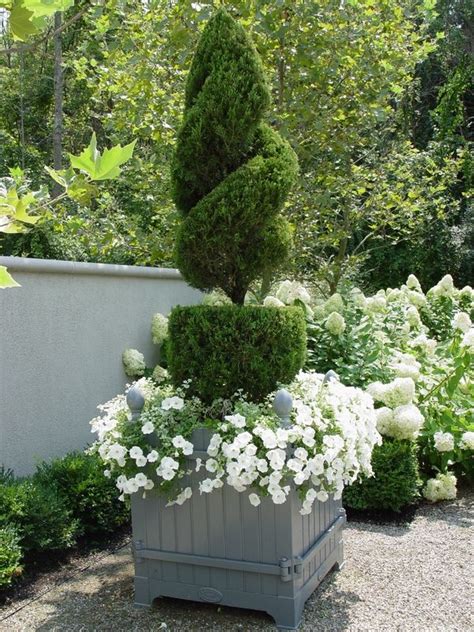 Gardenrant Green And White Evergreen Topiary In Planter