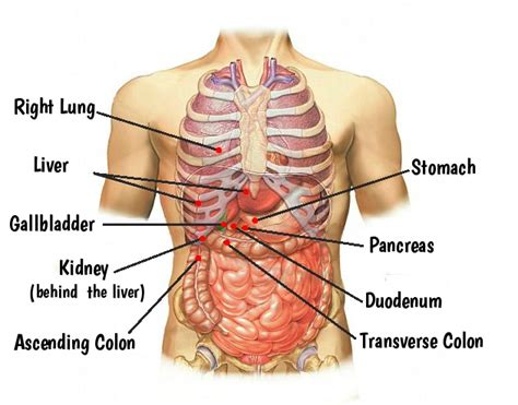 What organs are present under right rib cage? What organ is under right rib cage in front > IAMMRFOSTER.COM
