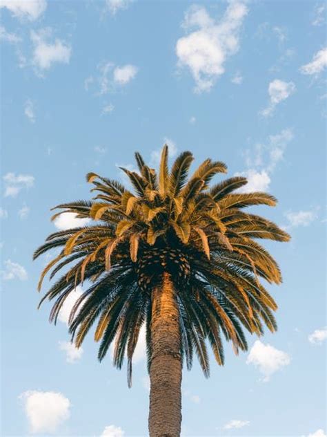 1000 Amazing Palm Tree Photos Pexels · Free Stock Photos Palm Trees