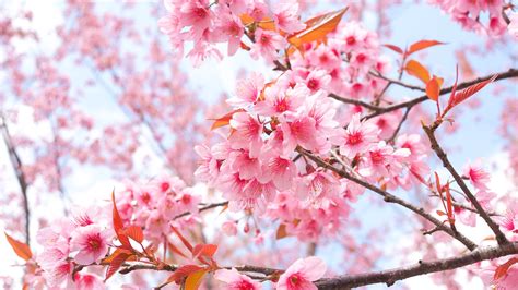 2048x1152 Cherry Blossom Tree Branches 4k 2048x1152 Resolution Hd 4k
