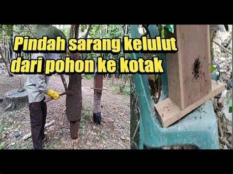 Mengonsumsi bawang secara rutin akan membuat aliran darah mengalir deras ke organ penis, sehingga membuat ereksi lebih lancar, kuat. Cara memindahkan sarang kelulut dari pohon pinang ke kotak ...