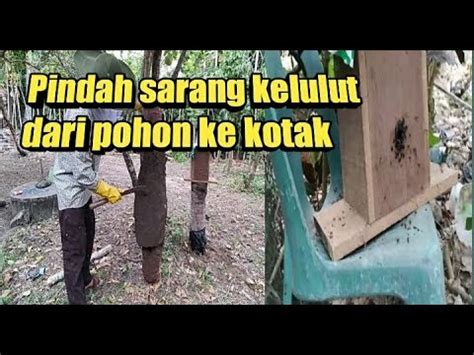 Apakah sahabat 99 sudah tahu bagaimana cara dan syarat membuat akta kelahiran? Cara memindahkan sarang kelulut dari pohon pinang ke kotak ...