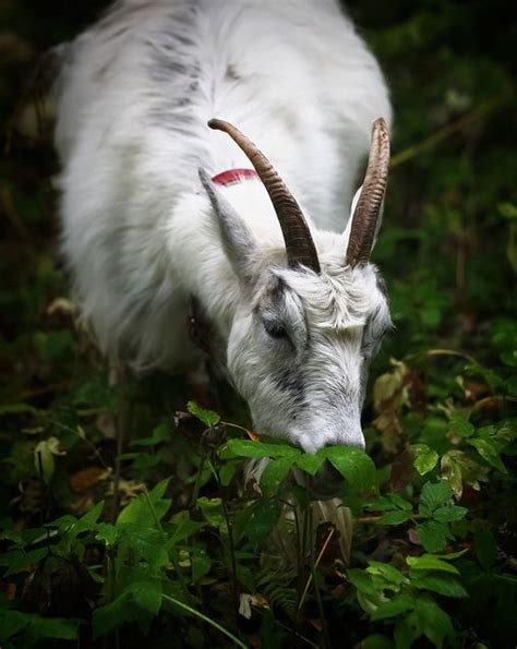 Goats For Weed Control Everything You Need To Know Including How To
