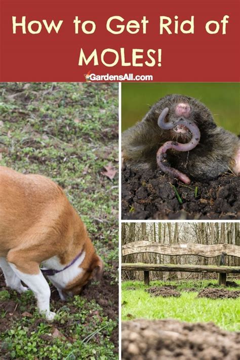 How To Get Rid Of Garden Moles From Your Yard And Garden Gardensall